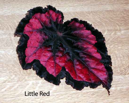 B. ‘Little Red’